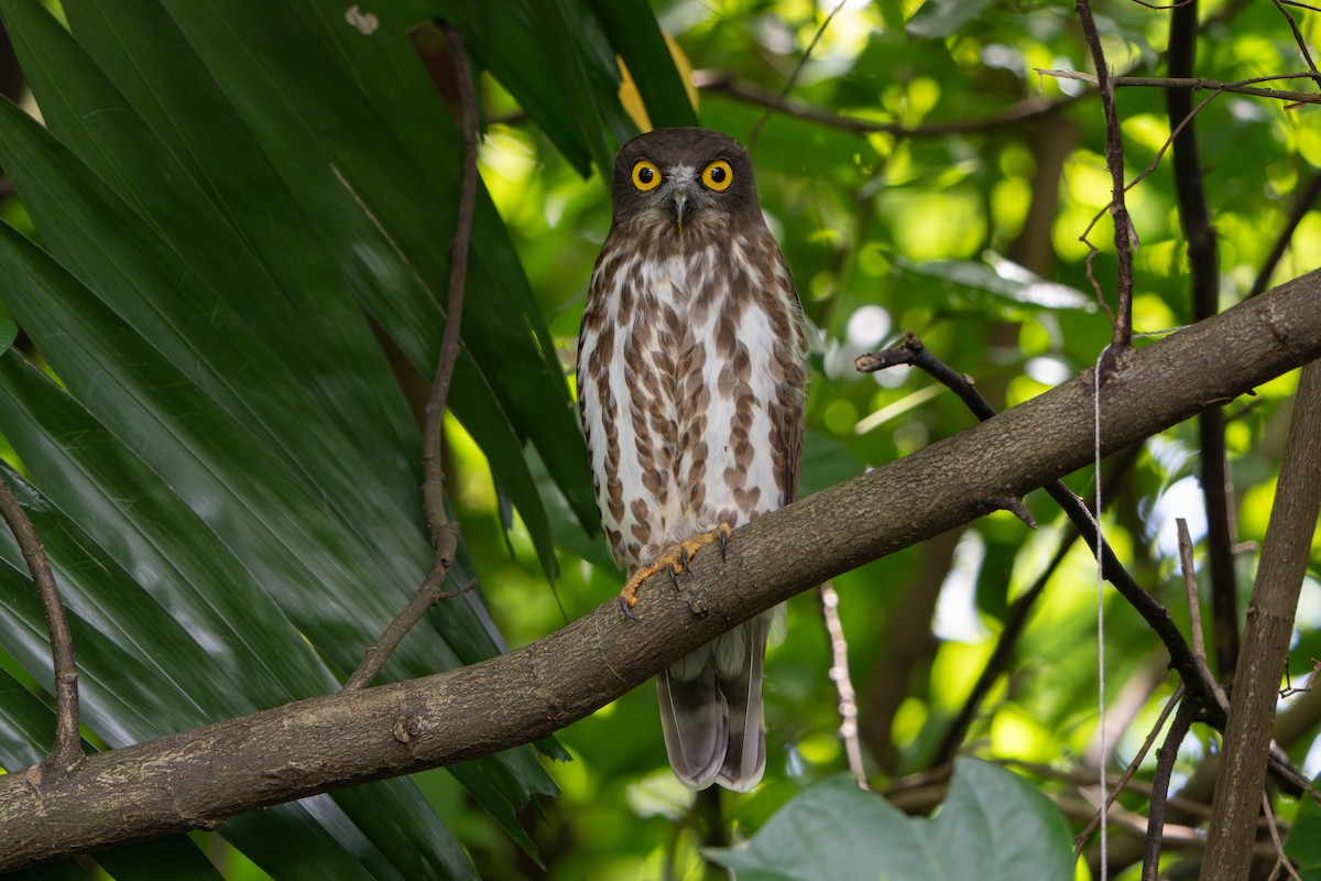 Northern Boobook - ML646454708