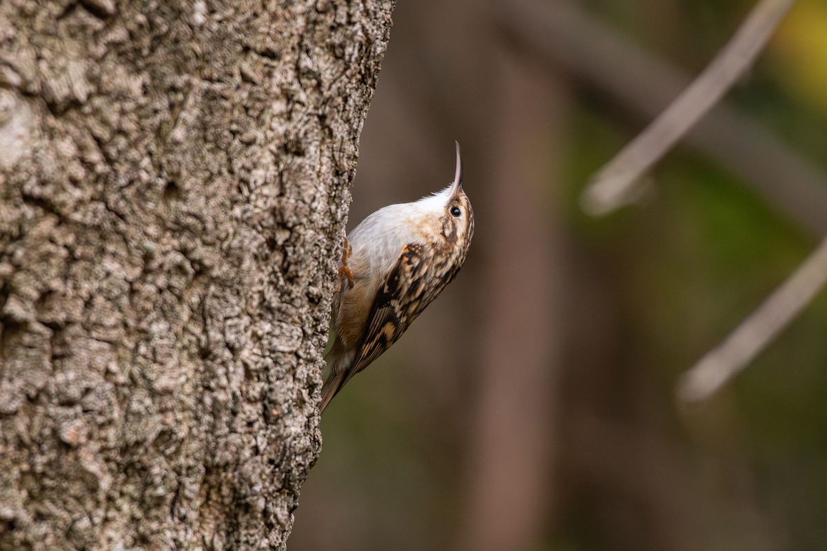 Short-toed Treecreeper - ML646454718