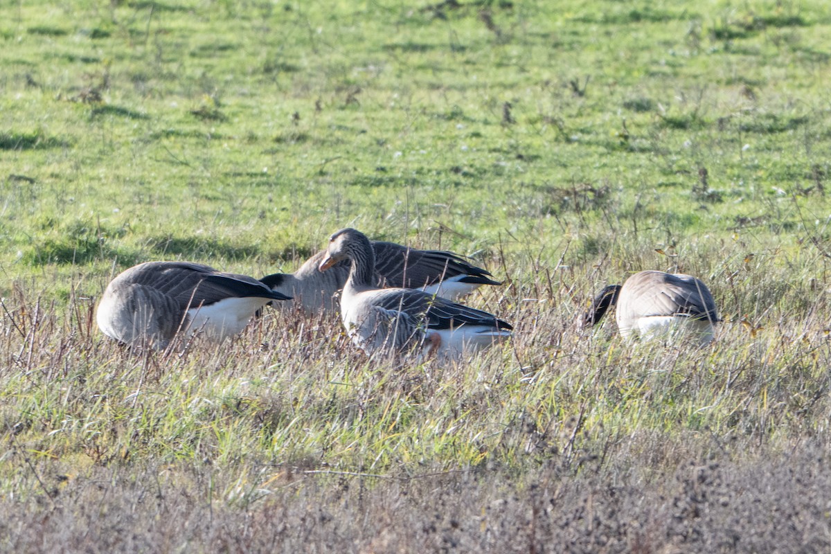 Graylag Goose - ML646454720