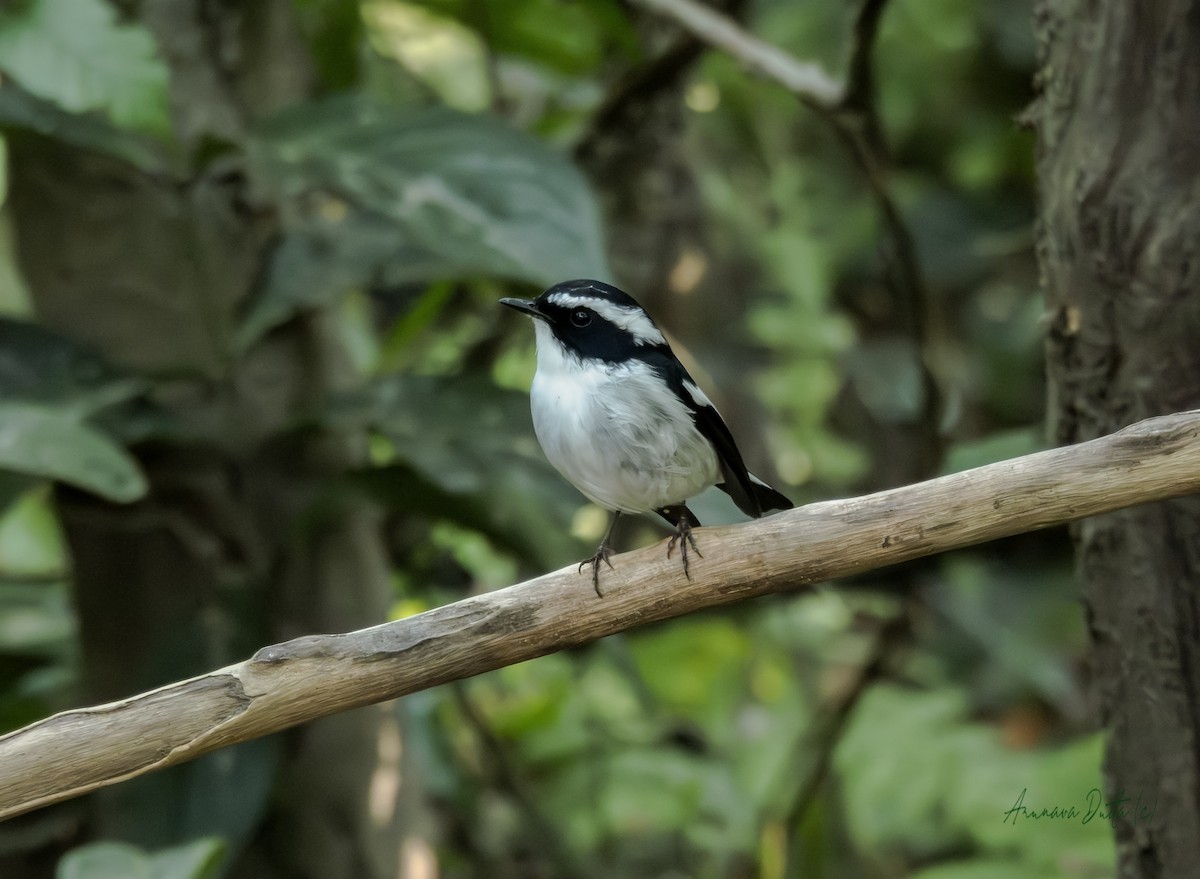 Little Pied Flycatcher - ML646454723
