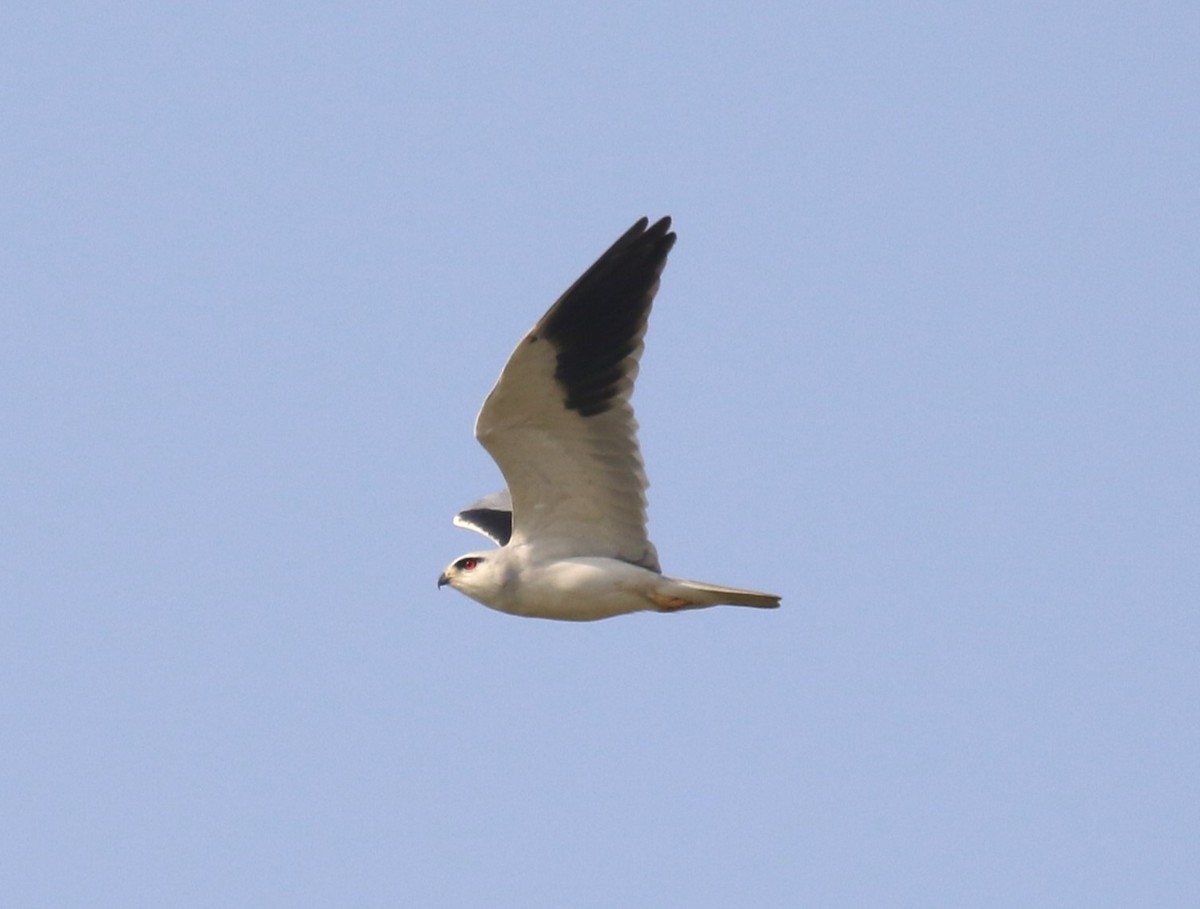 luněc šedý (ssp. caeruleus) - ML646454724