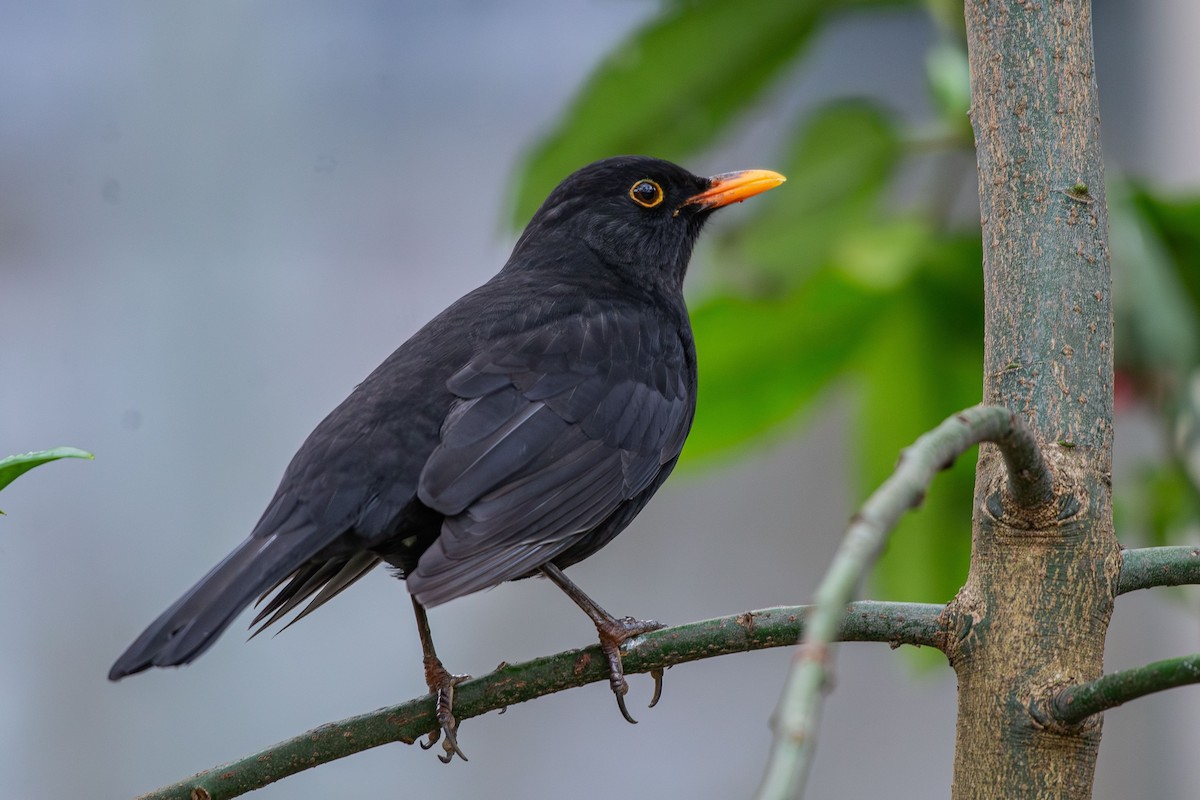 Eurasian Blackbird - ML646454725