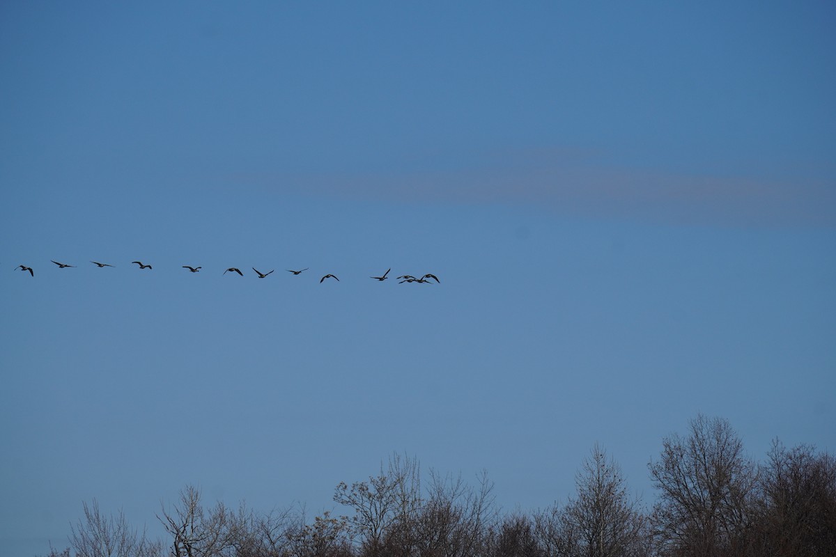 Canada Goose - ML646454726