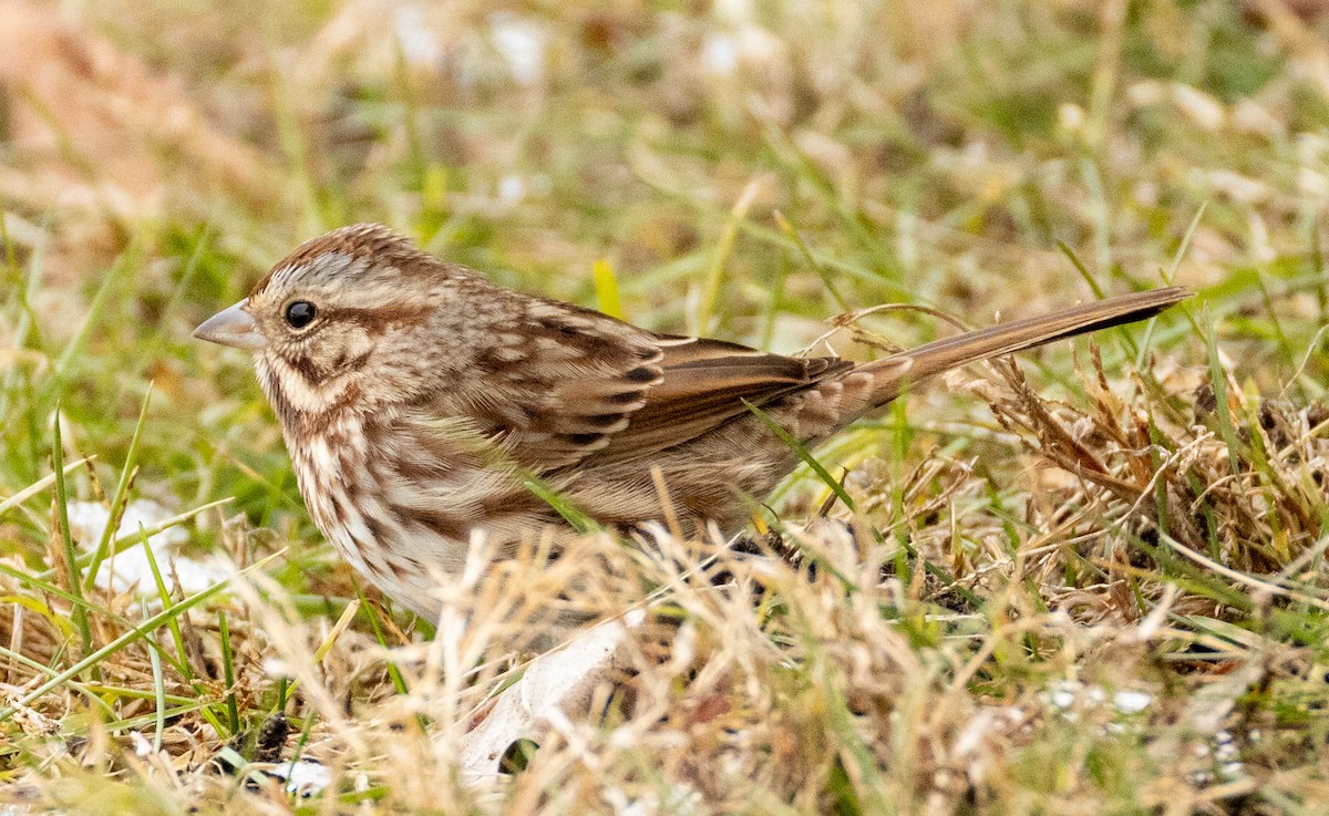 Song Sparrow - ML646454727