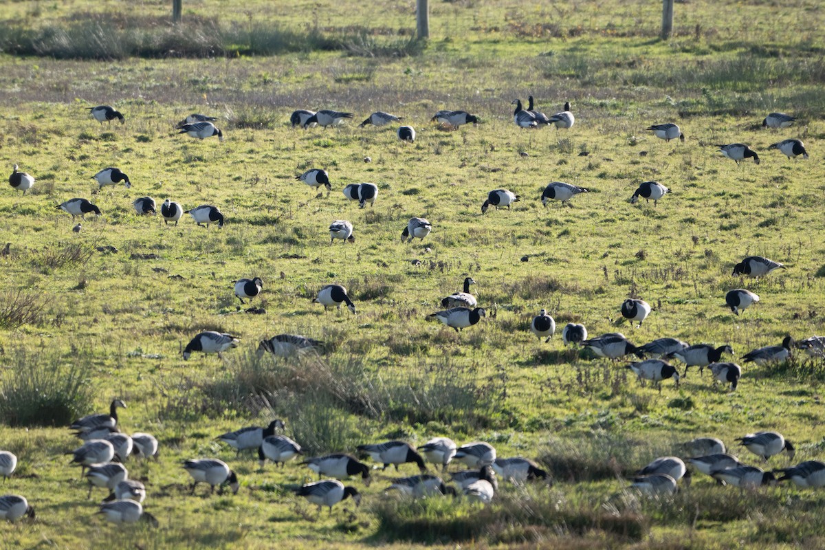 Barnacle Goose - ML646454729