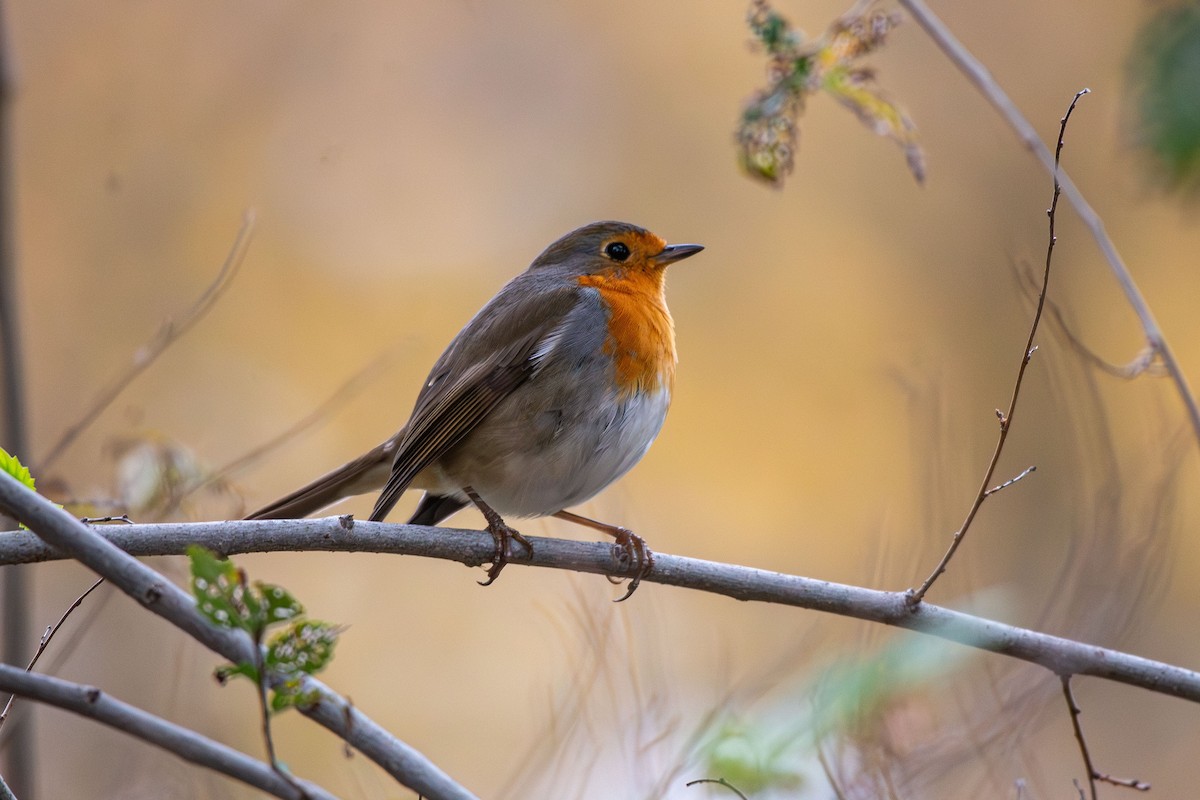 European Robin - ML646454730