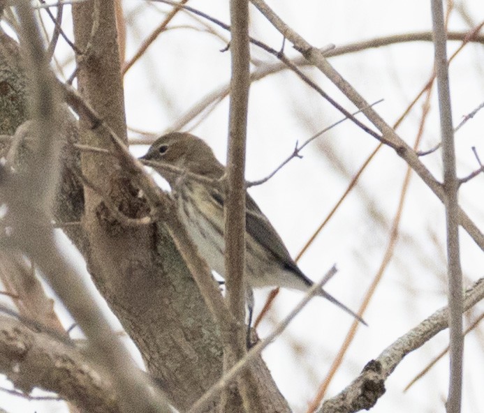 Yellow-rumped Warbler (Myrtle) - ML646454731