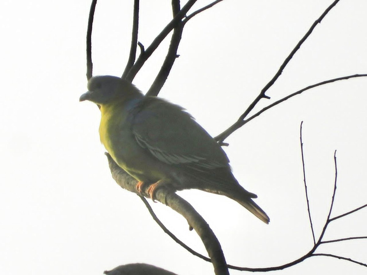 Sarı Ayaklı Yeşil Güvercin - ML646454735