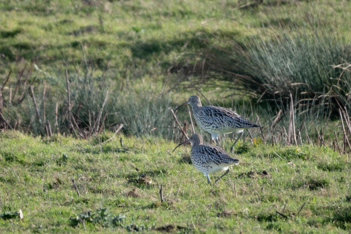 Eurasian Curlew - ML646454736