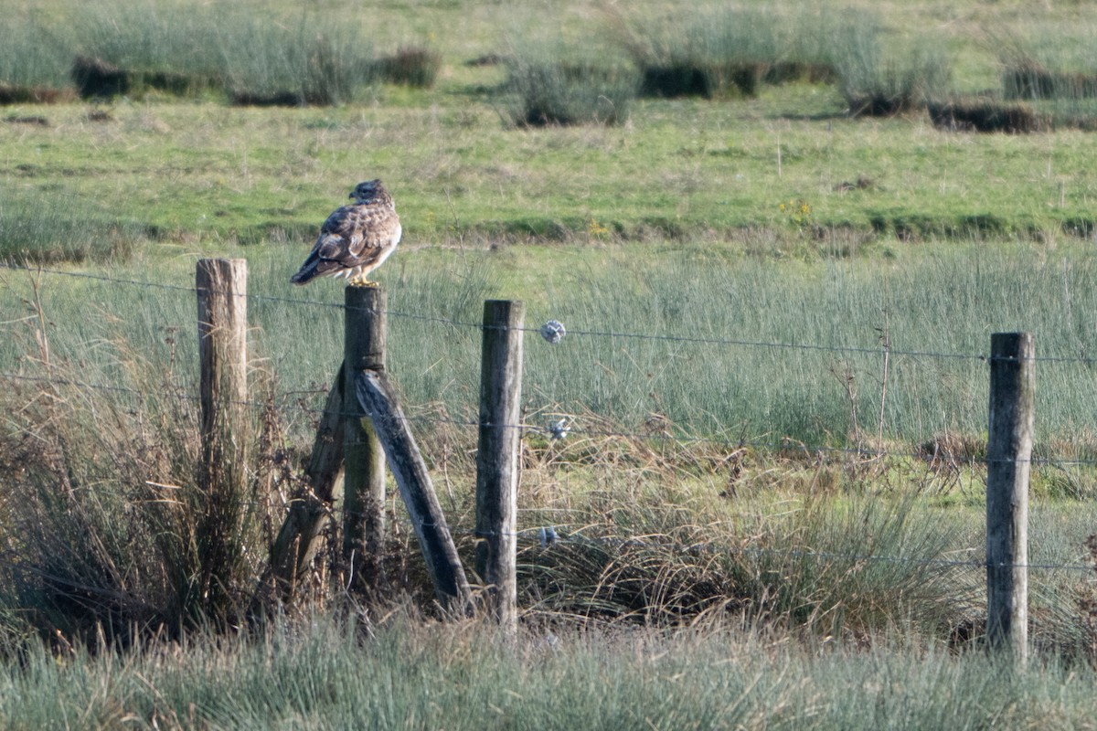 Common Buzzard - ML646454740