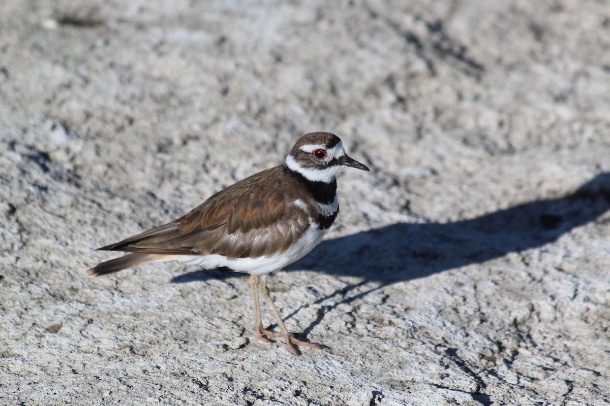 Killdeer - ML646454742