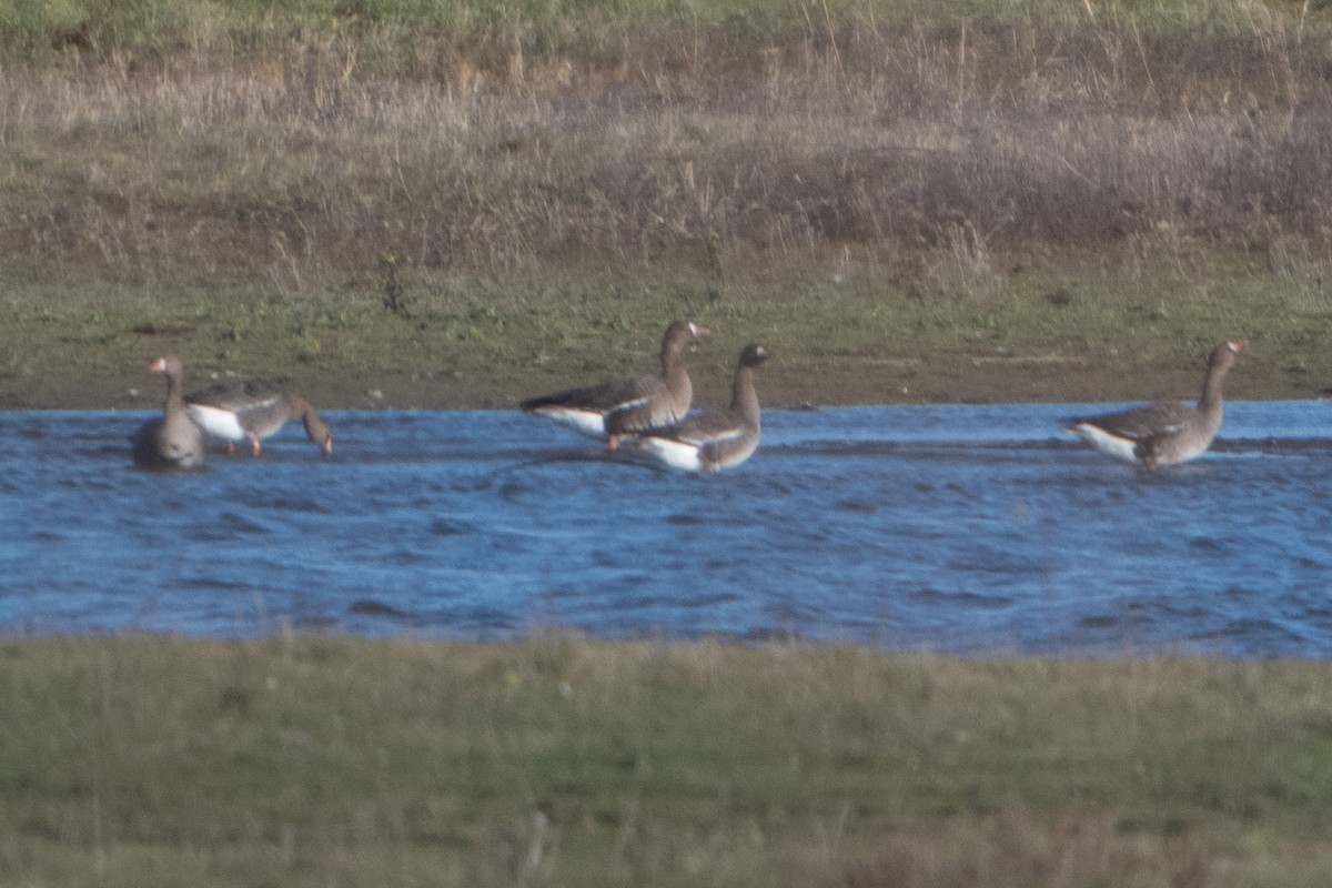 Greater White-fronted Goose - ML646454751
