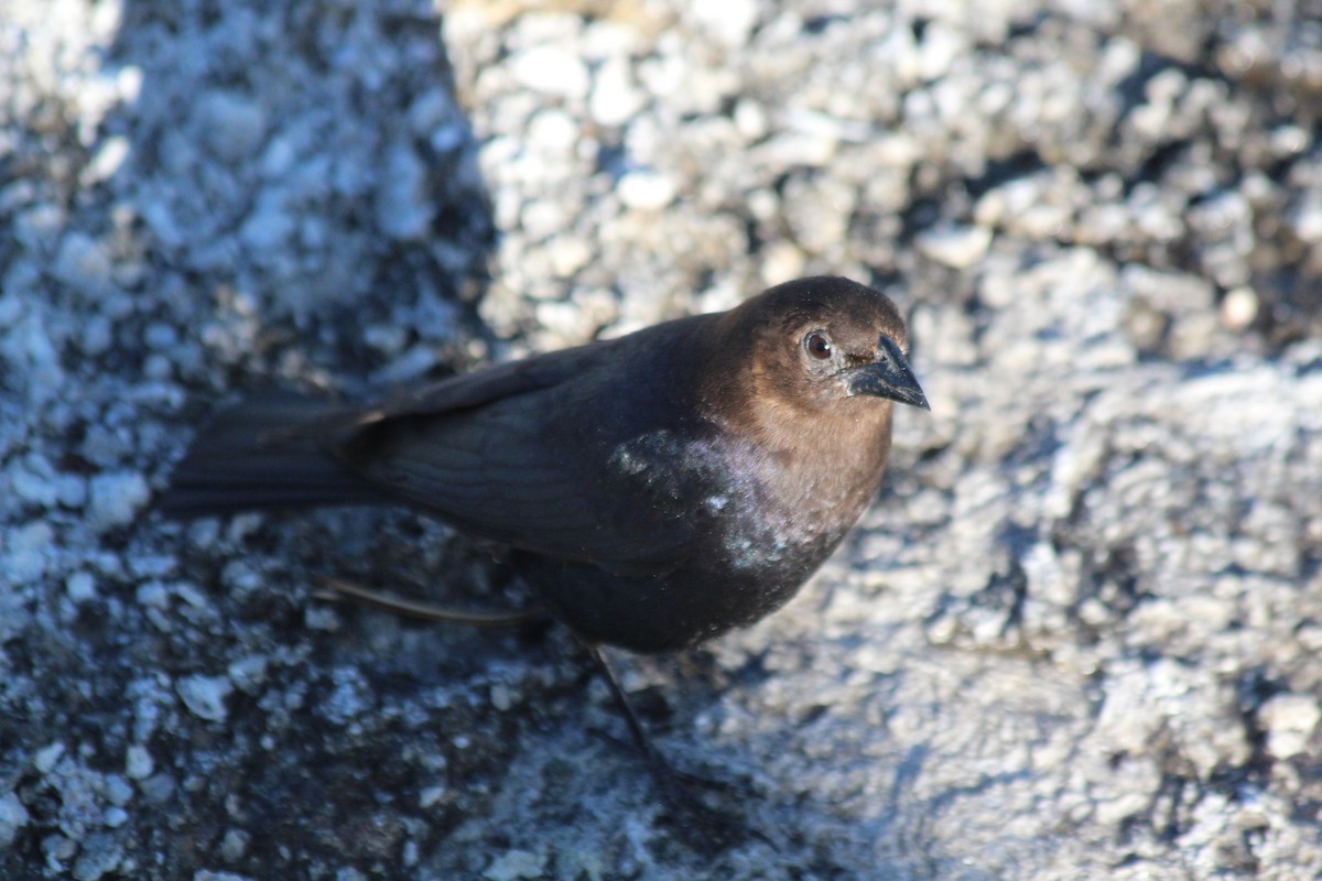Brown-headed Cowbird - ML646454757