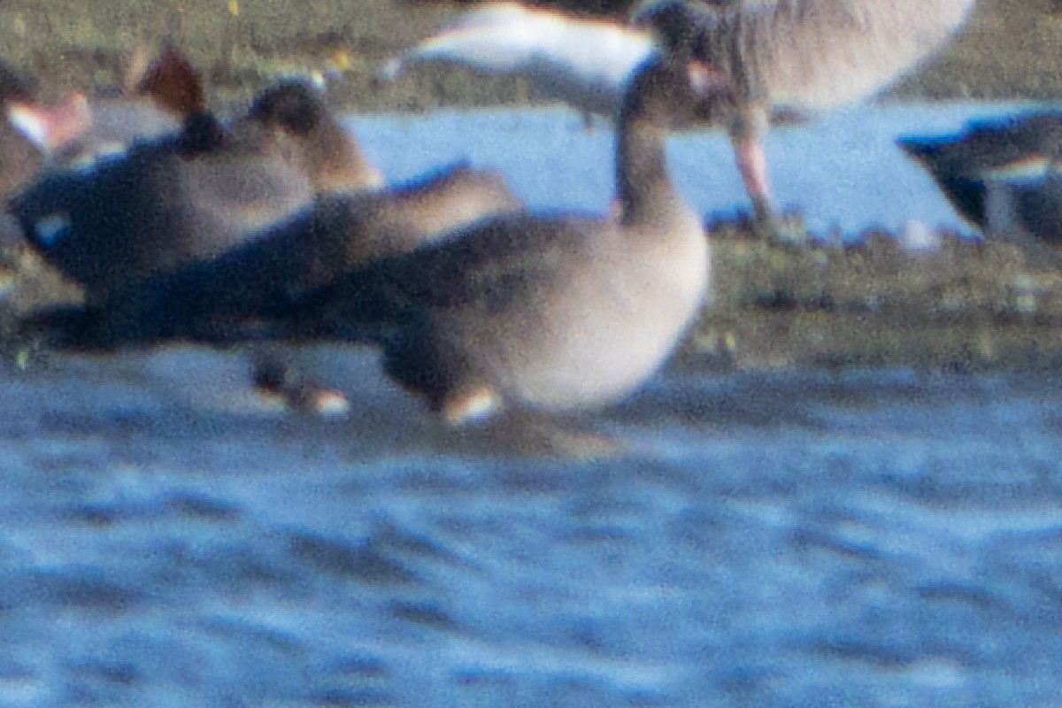 Pink-footed Goose - ML646454758