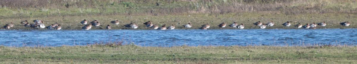 Eurasian Wigeon - ML646454763