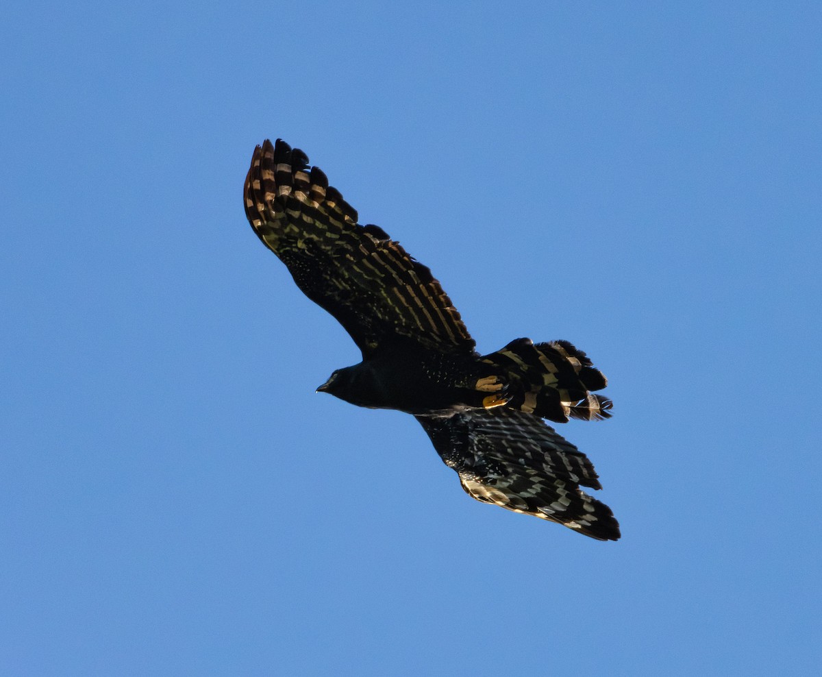 Black Hawk-Eagle - ML646454764