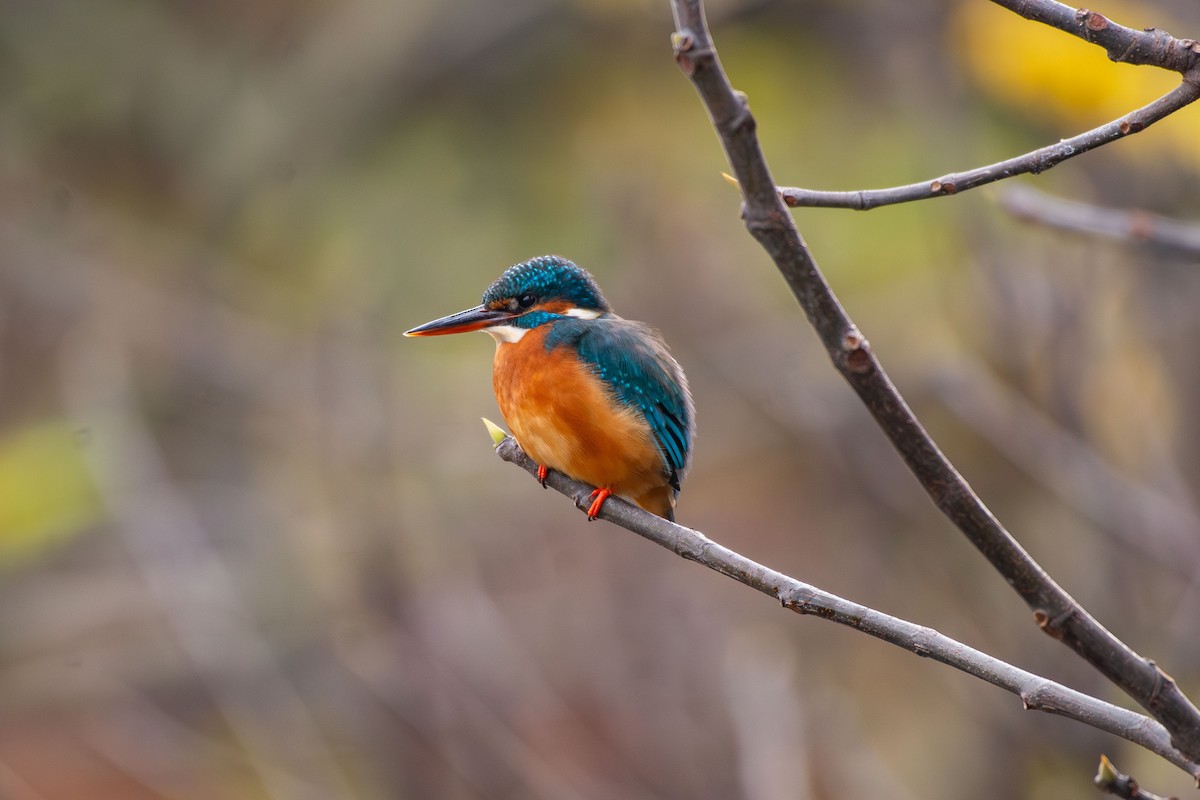 Common Kingfisher - ML646454774