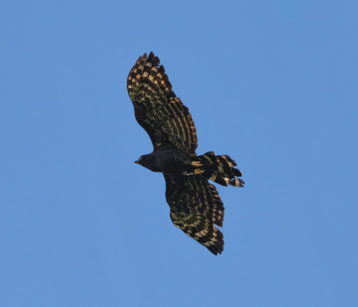 Black Hawk-Eagle - ML646454775