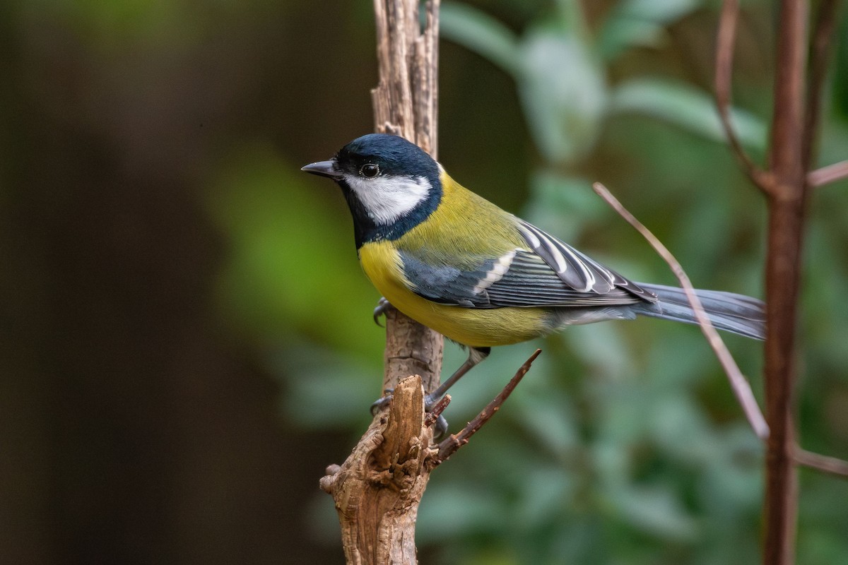 Great Tit - ML646454779