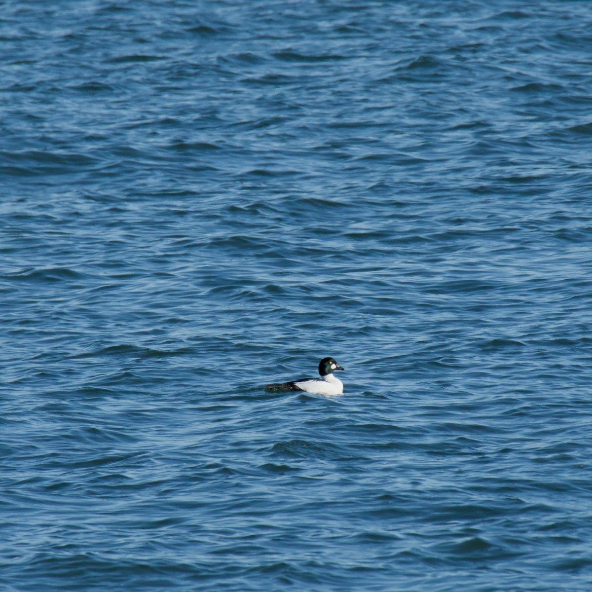 Common Goldeneye - ML646454782