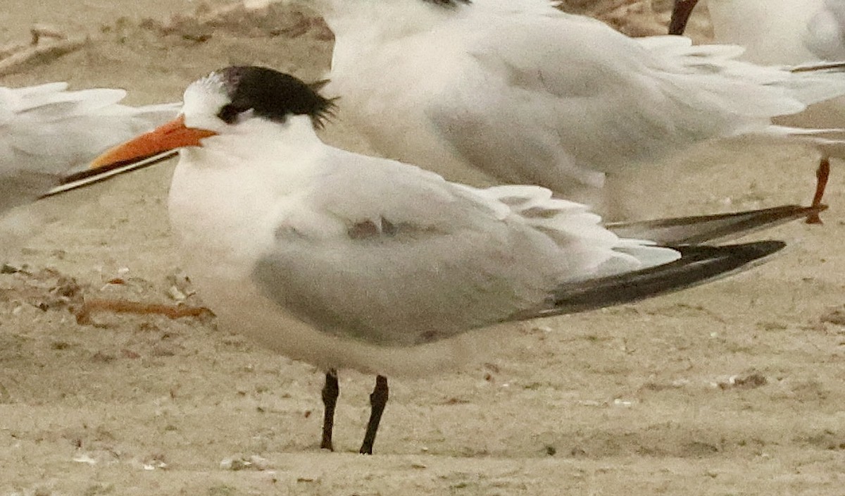 Elegant Tern - ML646454784