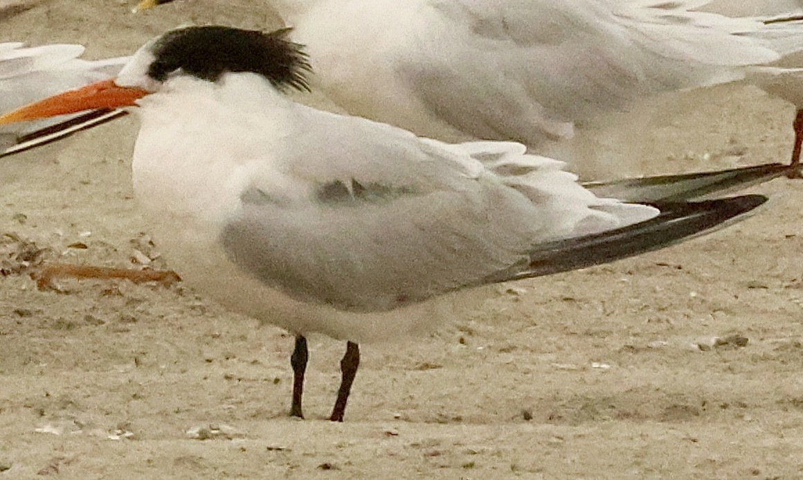 Elegant Tern - ML646454785