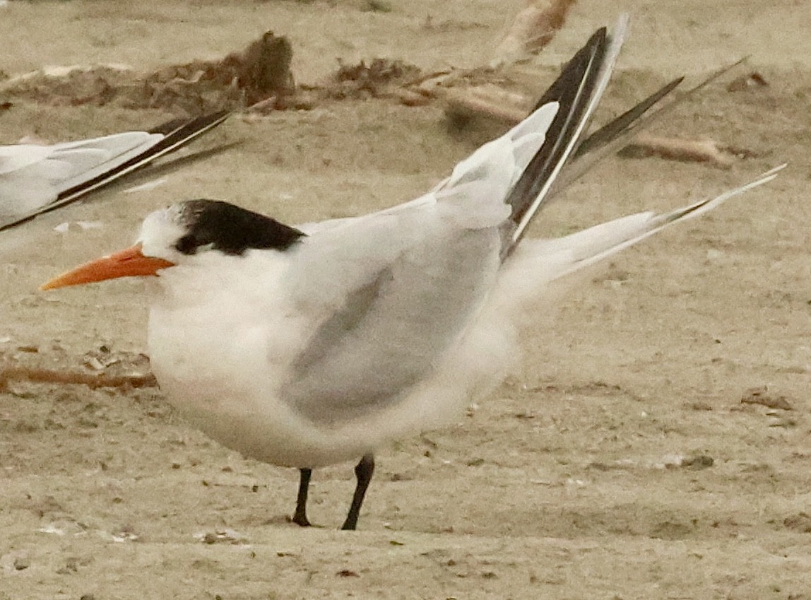 Elegant Tern - ML646454786