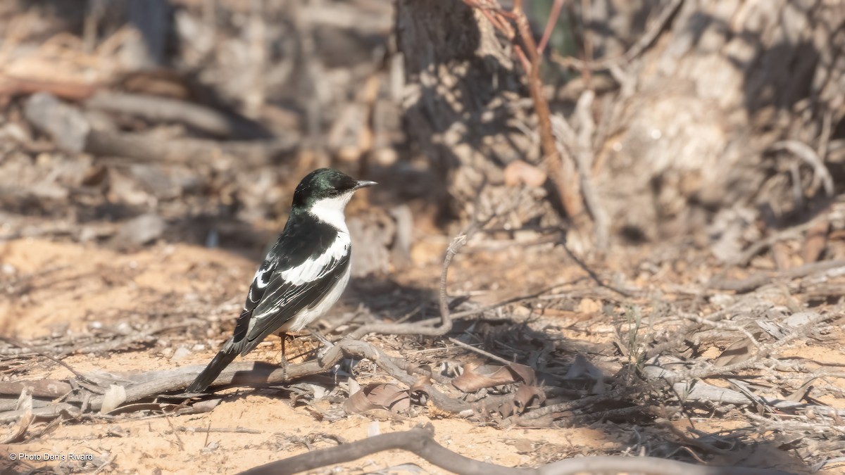 White-winged Triller - ML646454787