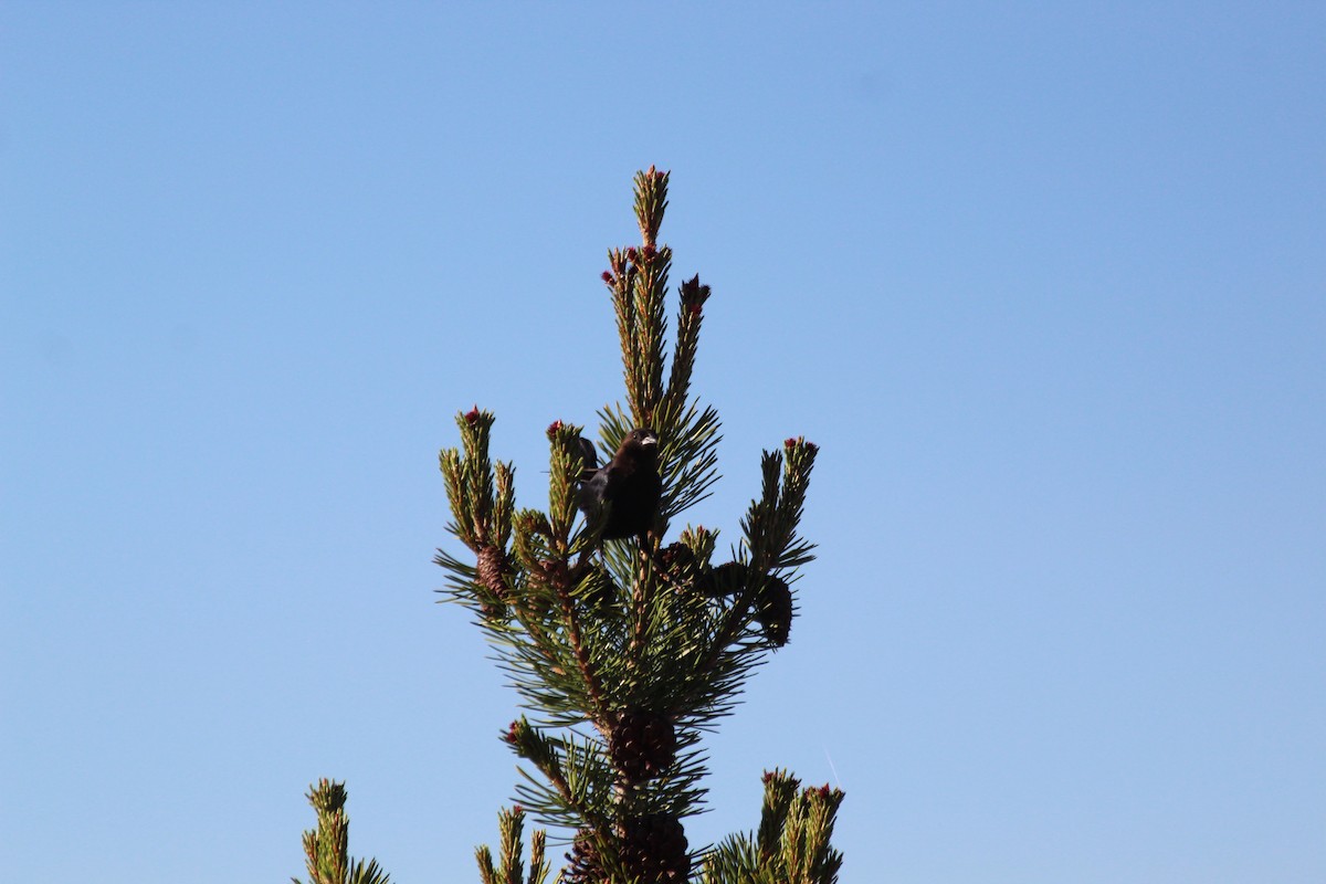 Brown-headed Cowbird - ML646454791