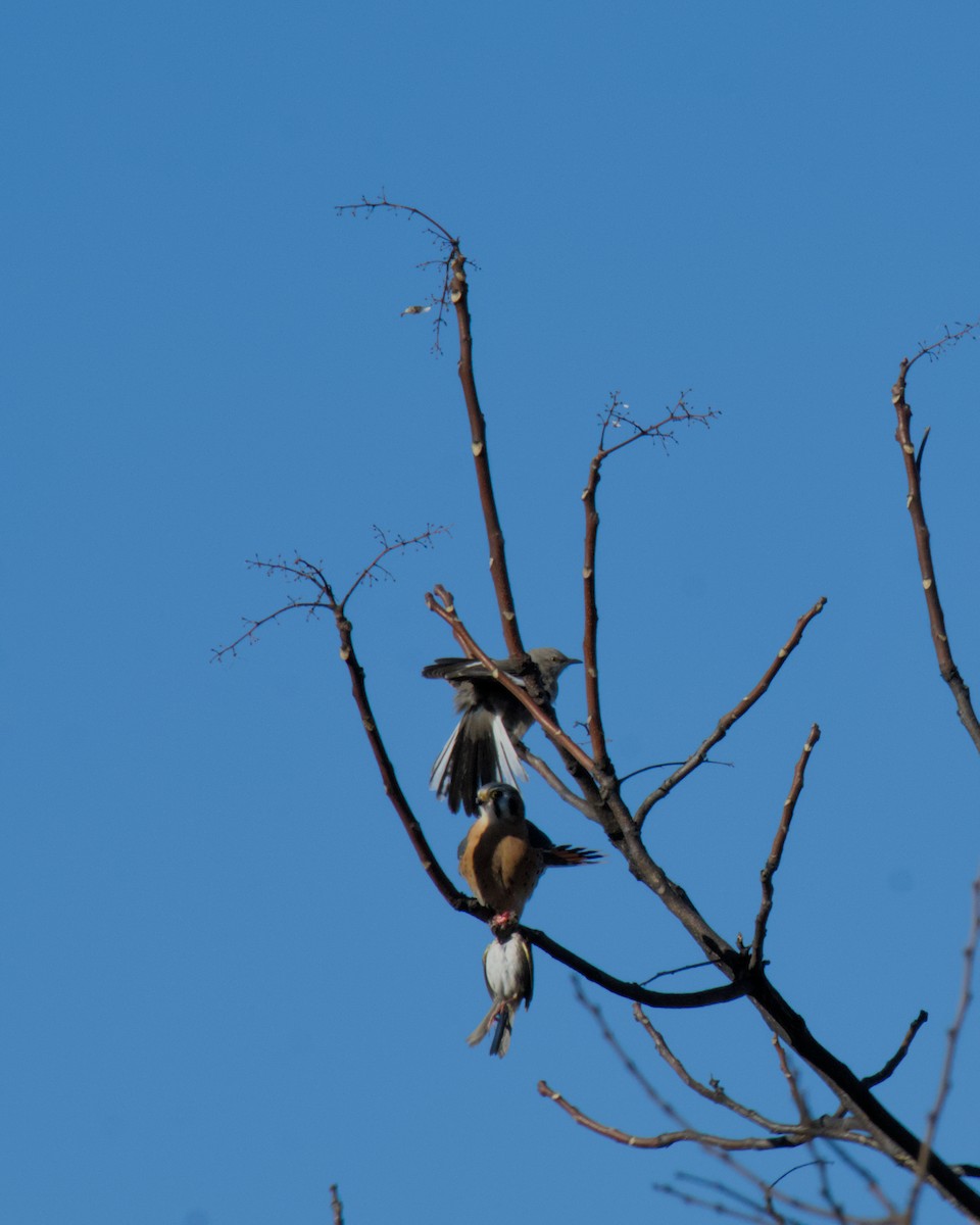 American Kestrel - ML646454793