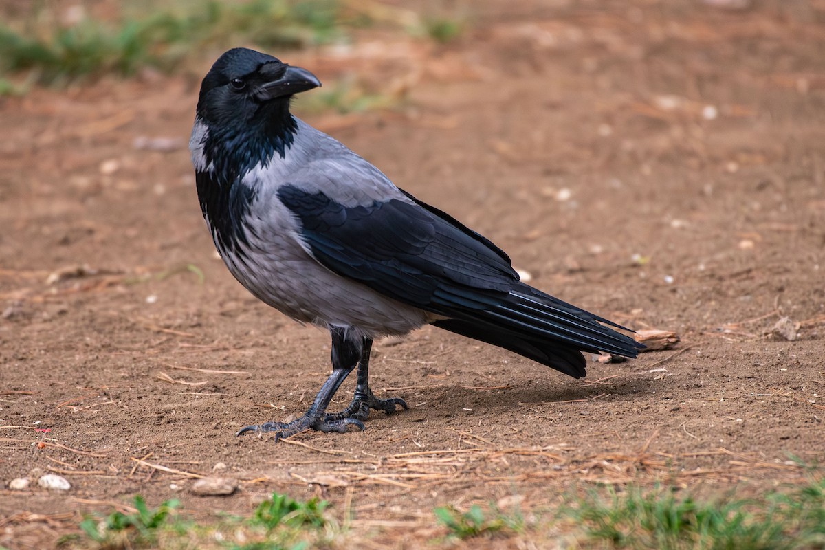 Hooded Crow - ML646454795