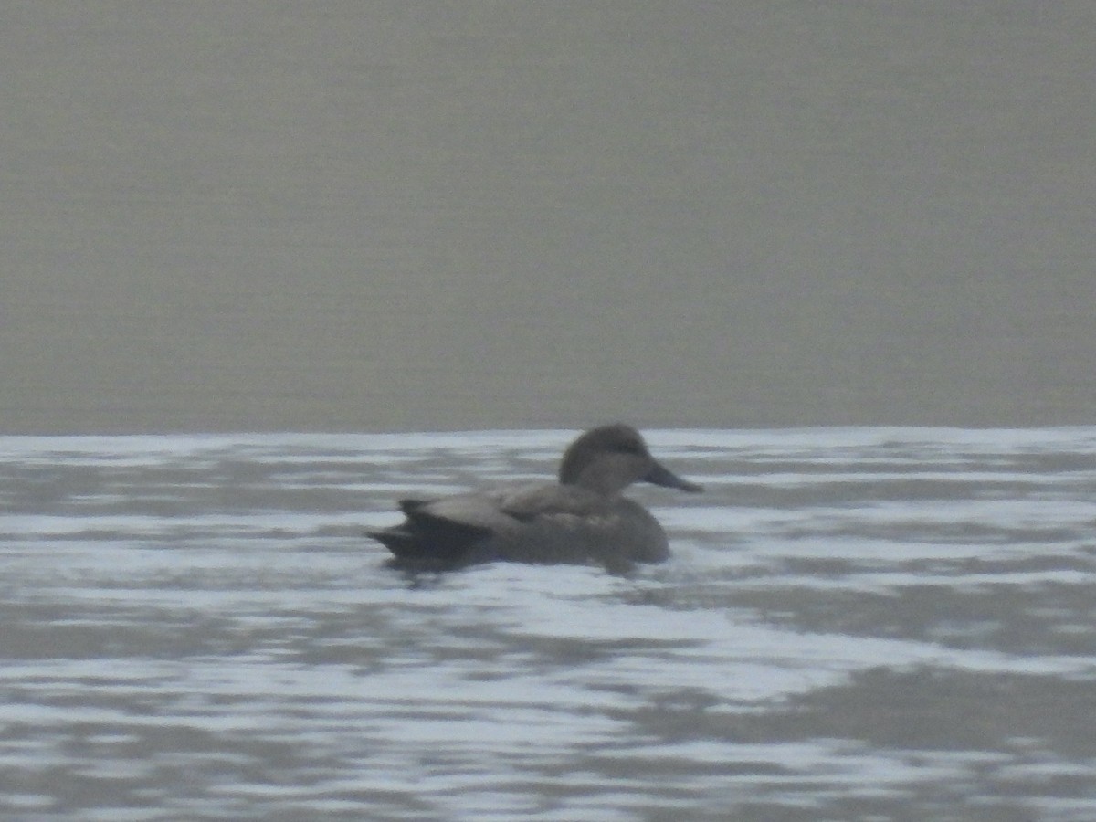 kopřivka obecná - ML646454797