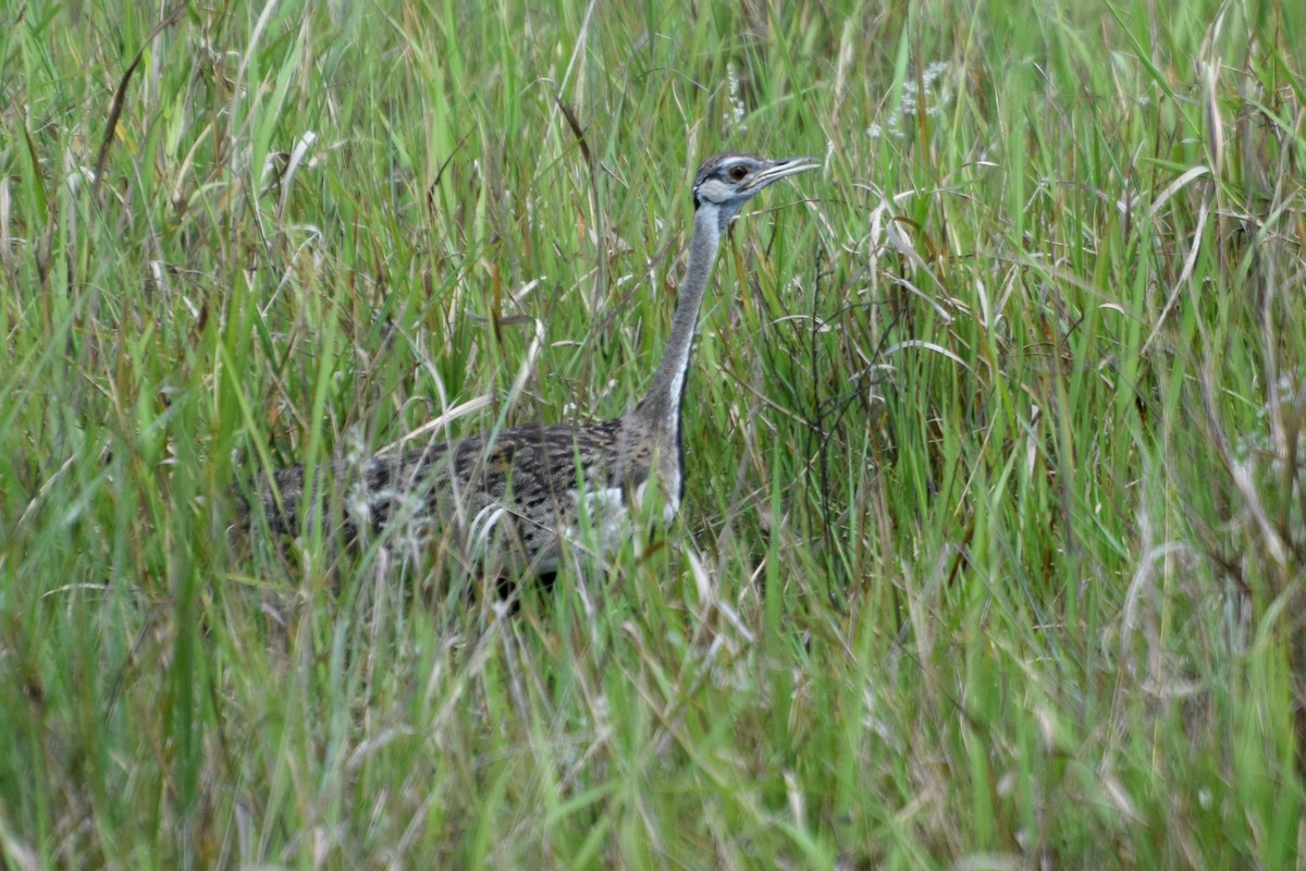 drop černobřichý - ML646454798