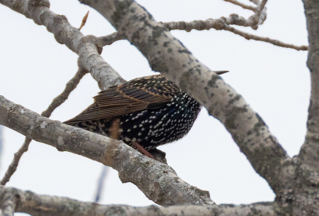 European Starling - ML646454806