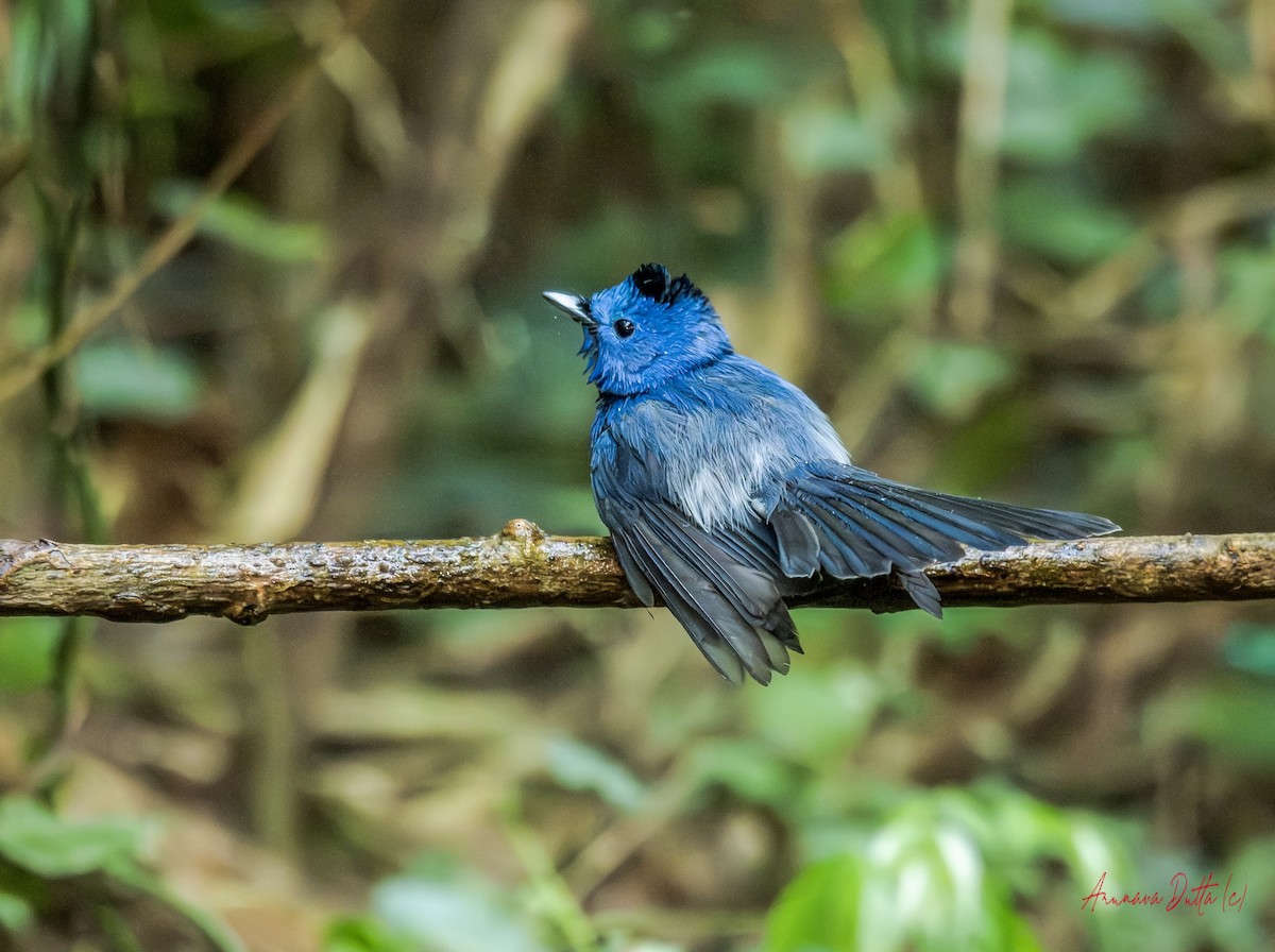 Black-naped Monarch - ML646454810