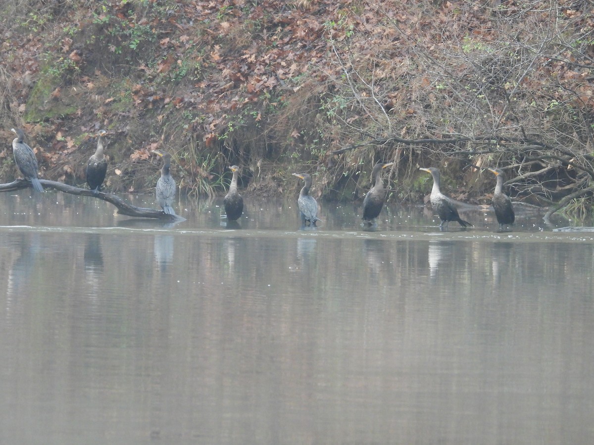 Double-crested Cormorant - ML646454811