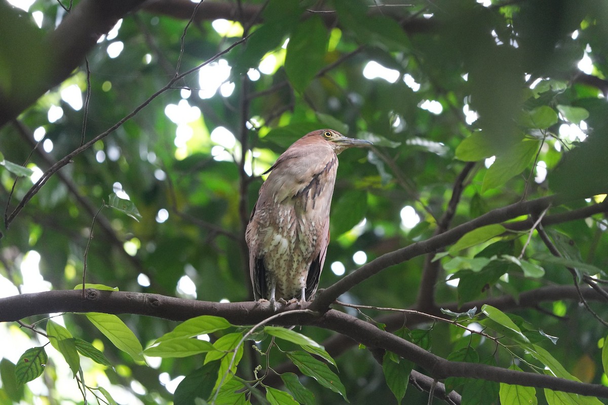 Malay Gece Balıkçılı - ML646454813