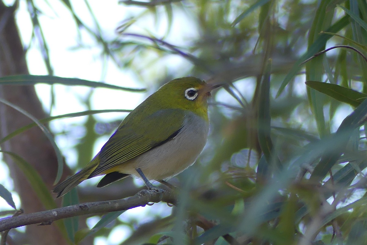 orientbrillefugl - ML646454820