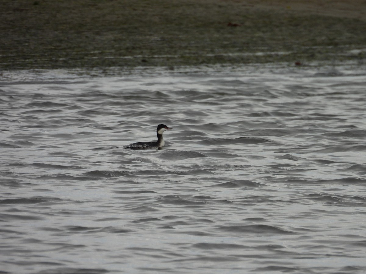 Horned Grebe - ML646454822