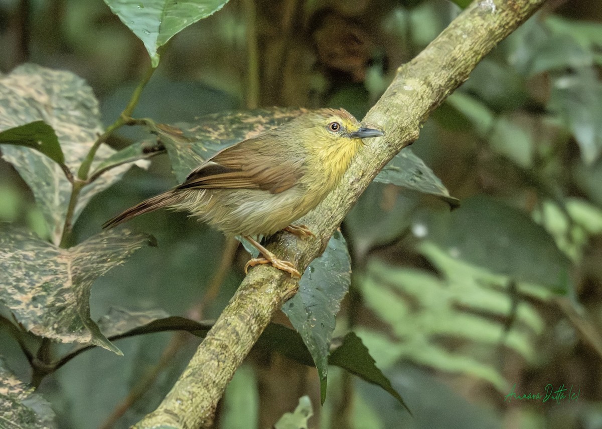 Pin-striped Tit-Babbler - ML646454823