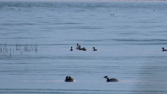 potápka žlutorohá - ML646454824