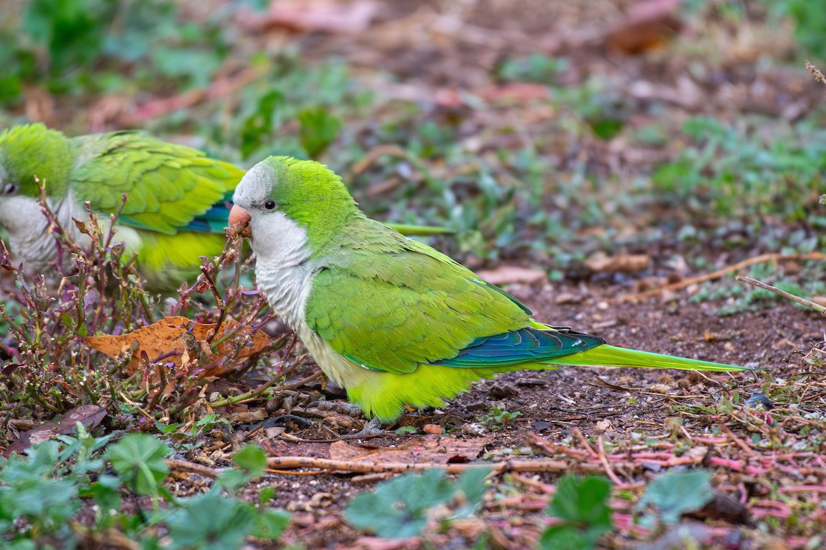 Monk Parakeet - ML646454825