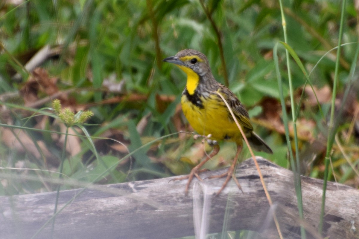 linduškovec žlutohrdlý - ML646454826