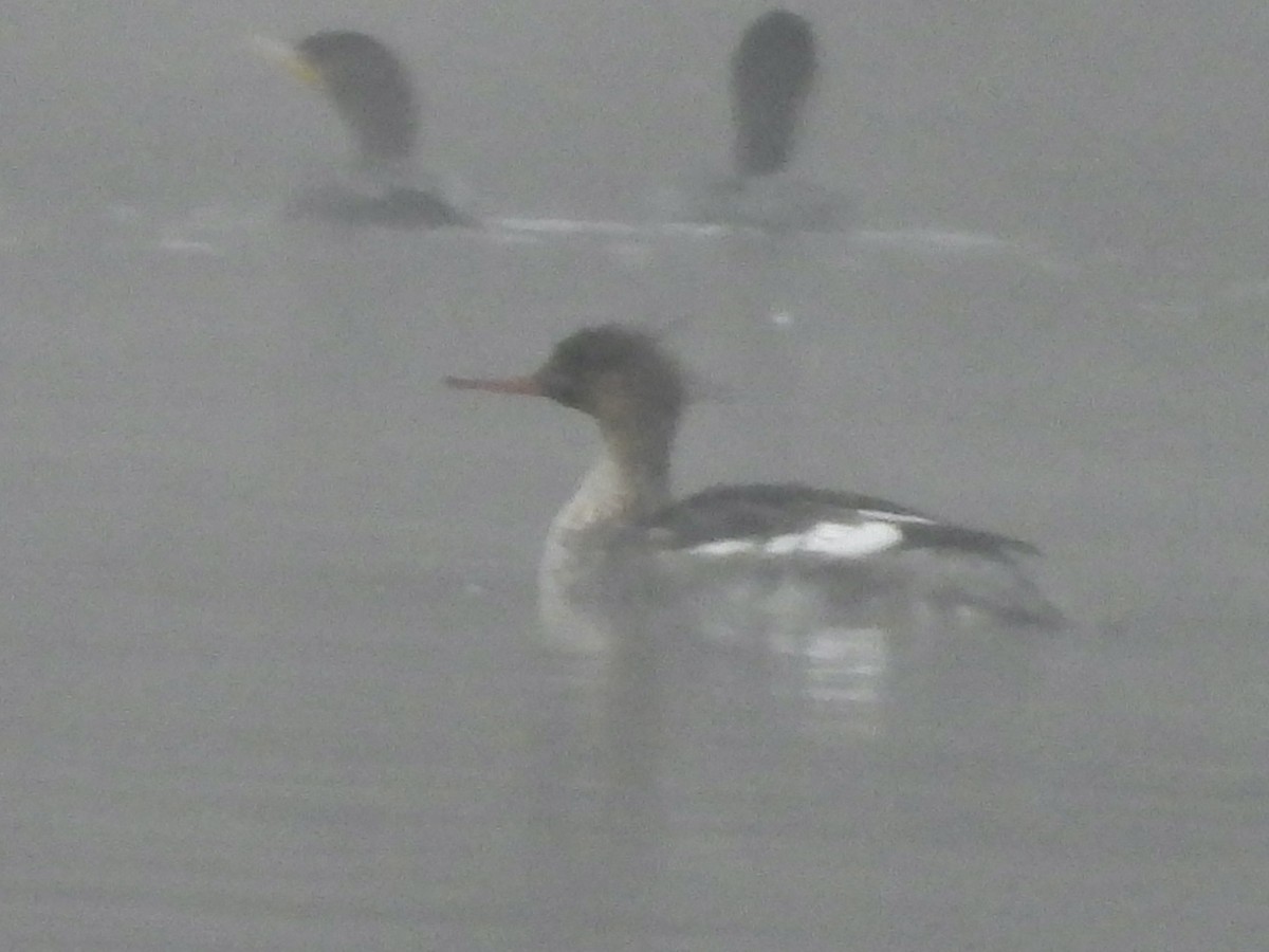 紅胸秋沙 - ML646454827