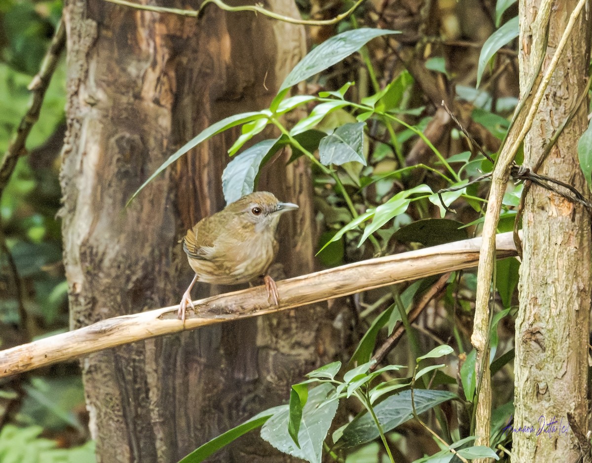 Abbott's Babbler - ML646454829