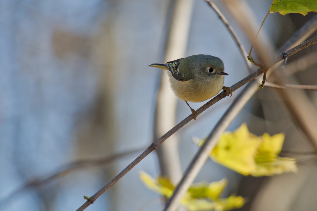 Ruby-crowned Kinglet - ML646454833