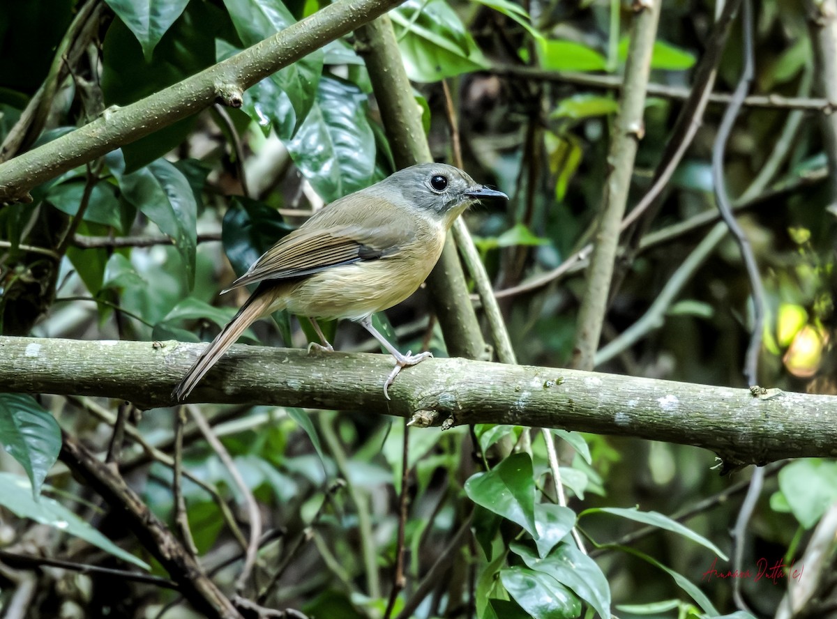 Pale-chinned Flycatcher - ML646454850