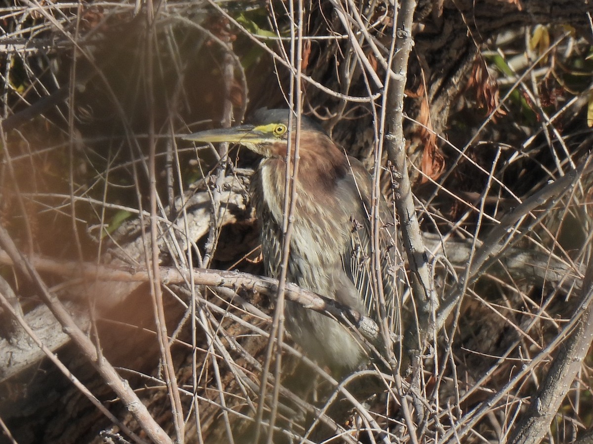 アメリカササゴイ - ML646454851