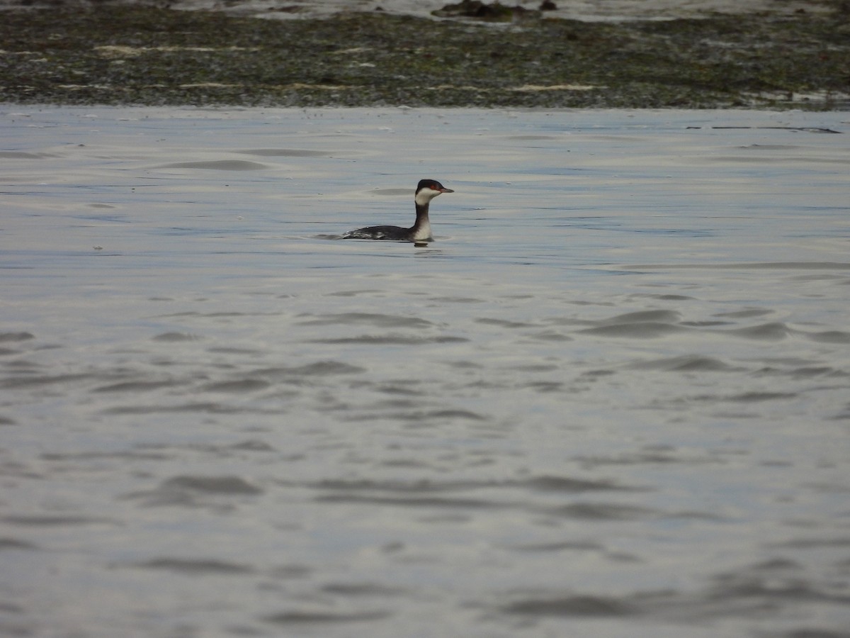 Horned Grebe - ML646454855