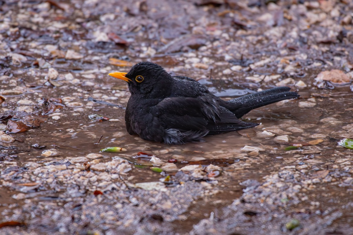 Eurasian Blackbird - ML646454856